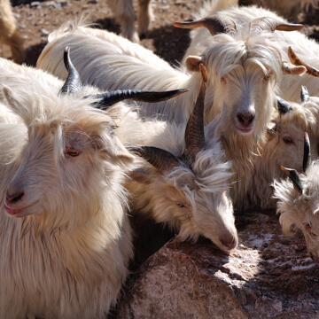 Écharpes en Cachemire