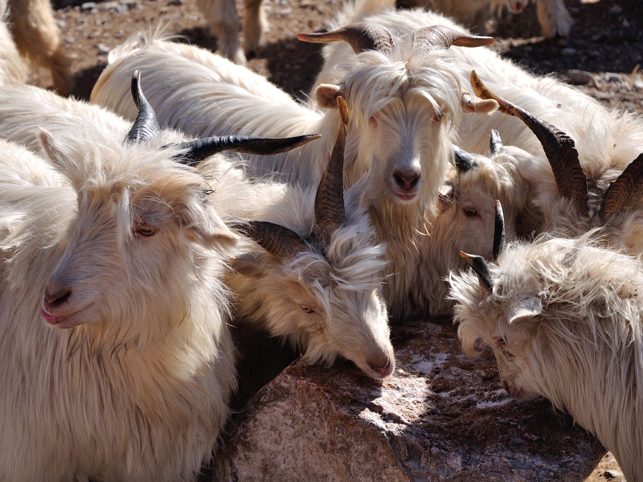 Chèvres de l’Himalaya, laine pashmina