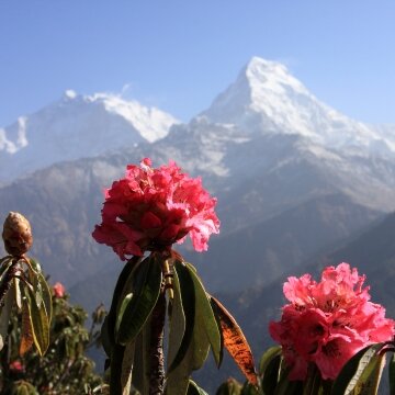 Paysage de l’Himalaya, montagnes et flore d’altitude