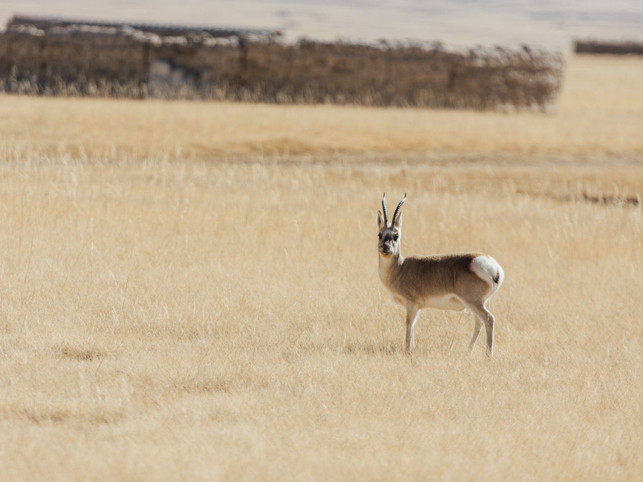 Antilope tibétaine chiru, espèce protégée liée au shahtoosh