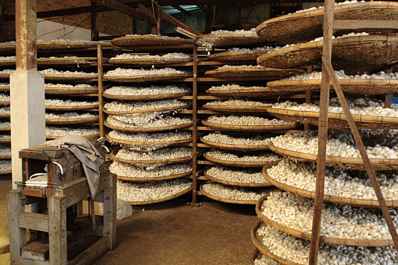 Production de la soie du m�rier � partir des cocons du Bombyx mori