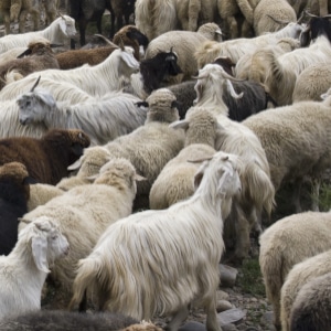 Grande étole en laine et cachemire chevron, naturelle et idéale pour l'hiver, confectionnée dans les montagnes de l'Himalaya