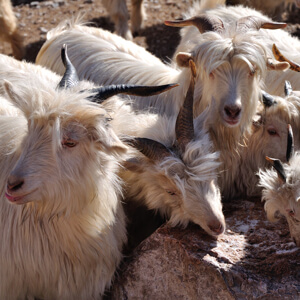 Origine du cachemire pour �charpe, issu des ch�vres de l’Himalaya