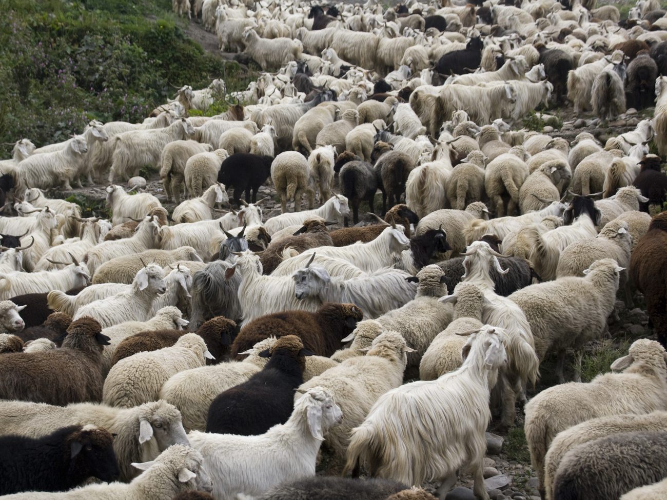 Troupeau de moutons et ch�vres, laine et cachemire