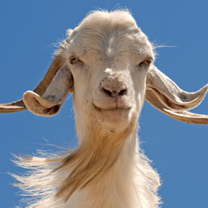 ch�vre de l'Himalaya � l'origine du pashmina