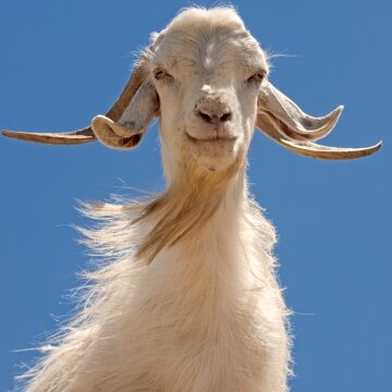 Ch�vre de l’Himalaya, laine utilis�e pour le pashmina