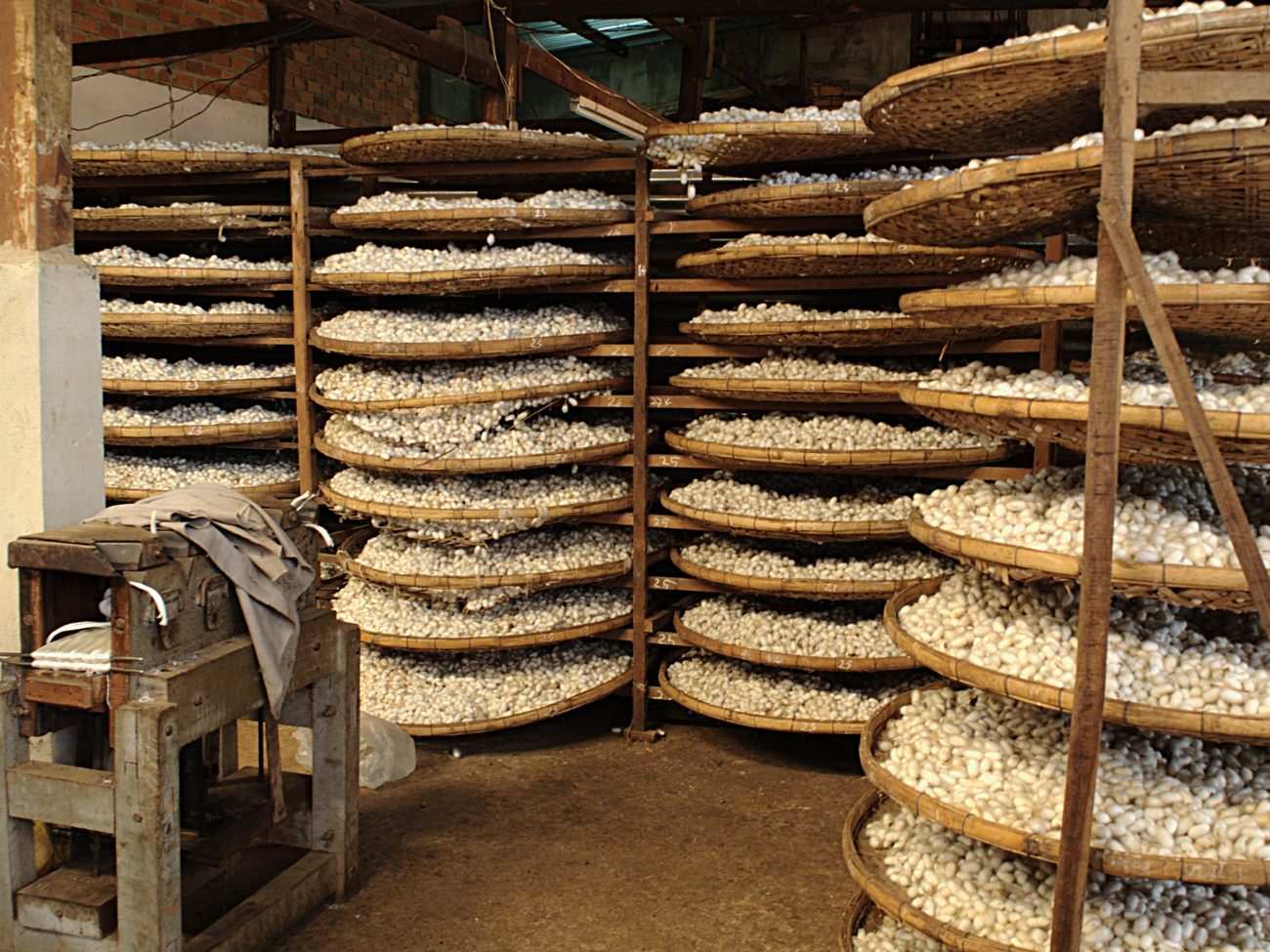 Production de la soie du mûrier à partir des cocons du Bombyx mori