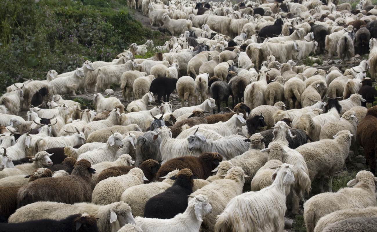 Troupeau de moutons et ch�vres, laine et cachemire