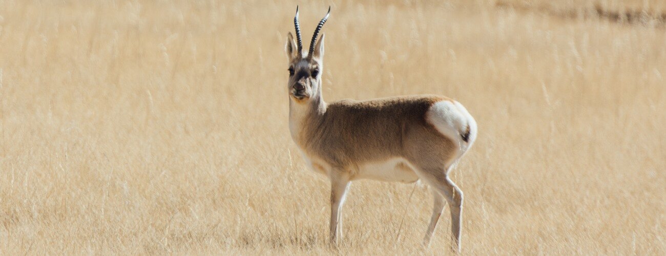 Image d'un Chiru, une antilope tibétaine dont la laine est utilisée pour produire le Shahtoosh, une fibre rare et précieuse