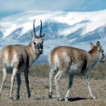 Deux antilopes tib�taines chiru sur les hauts plateaux, esp�ce prot�g�e