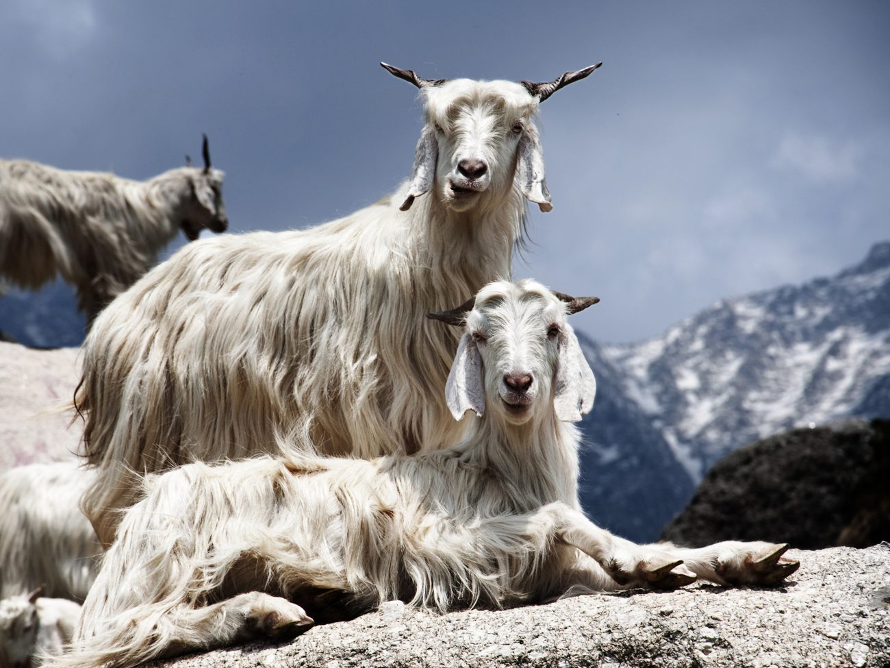 Ch�vres de l’Himalaya, laine cachemire utilis�e pour le pashmina