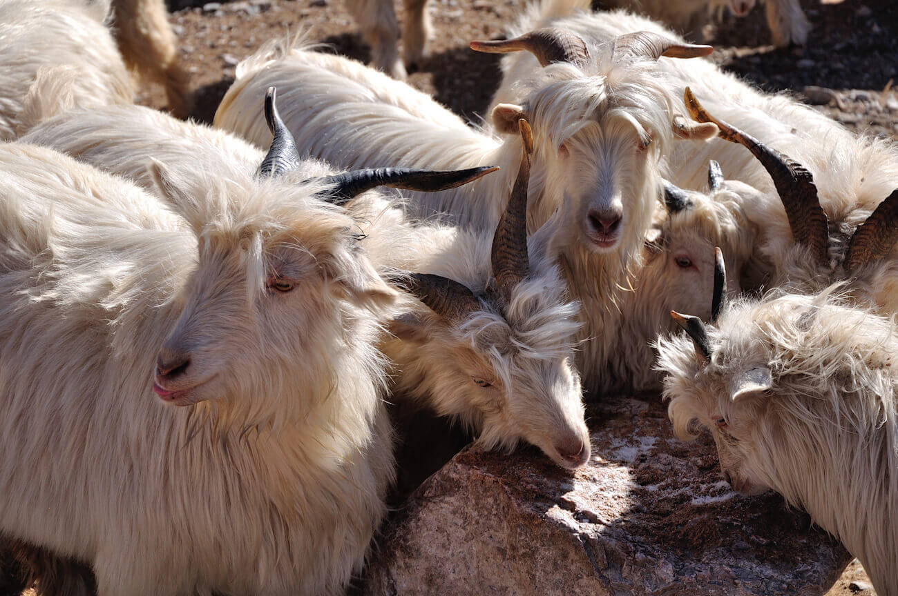 Chvres de l’Himalaya dont la laine sert  fabriquer le pashmina en cachemire